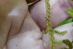 Weymouthia cochlearifolia