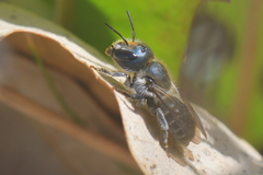 Osmia caerulescens
