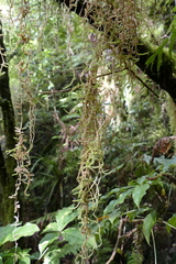 Weymouthia cochlearifolia