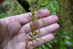 Weymouthia cochlearifolia