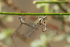 Lestes apollinaris