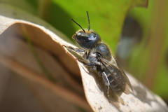 Osmia caerulescens