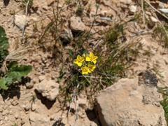Physaria tenella