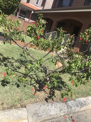 Malvaviscus penduliflorus