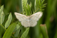 Idaea pallidata