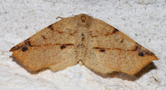 Caripeta triangulata