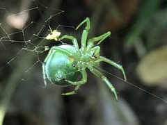 Bijoaraneus mitificus