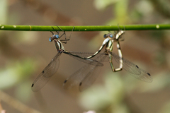 Lestes apollinaris