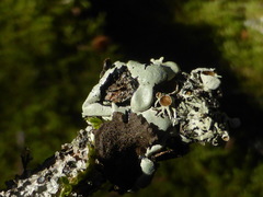 Hypogymnia lophyrea