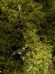 Hypogymnia lophyrea