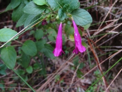 Clinopodium multiflorum