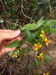 Bidens asymmetrica