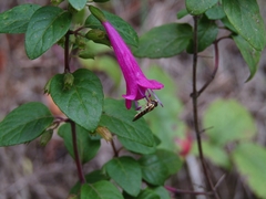 Clinopodium multiflorum