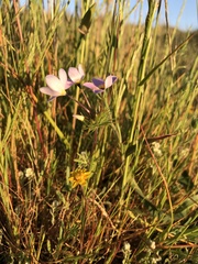 Leptosiphon androsaceus