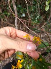 Bidens asymmetrica