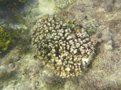 Pocillopora aliciae