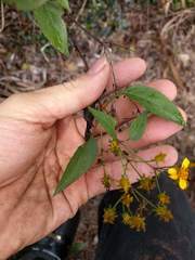 Bidens asymmetrica