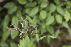 Valeriana fedtschenkoi