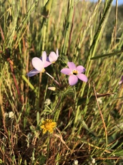 Leptosiphon androsaceus