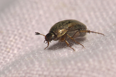 Colymbomorpha vittata