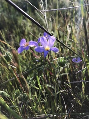Leptosiphon androsaceus