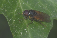 Cheilosia albitarsis