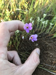 Leptosiphon androsaceus