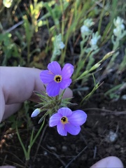 Leptosiphon androsaceus