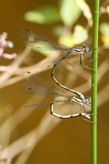 Lestes apollinaris