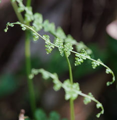 Dennstaedtia scandens