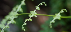 Dennstaedtia scandens