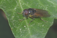 Cheilosia albitarsis