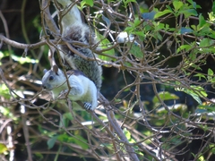 Sciurus variegatoides dorsalis