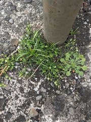 Sagina japonica