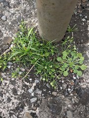 Sagina japonica
