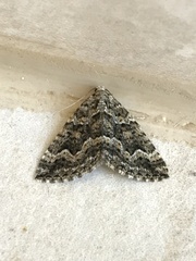 Xanthorhoe xanthospila