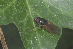 Cheilosia albitarsis