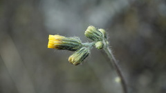 Hieracium avilae