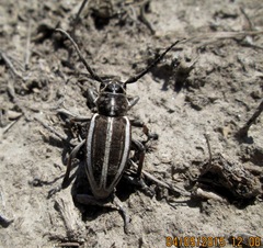 Dorcadion crassipes