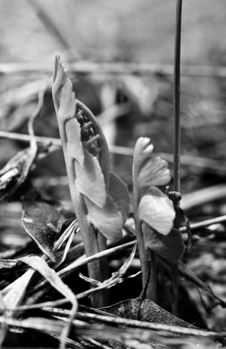 Common moonwort (Botrychium lunaria)