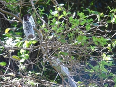 Sciurus variegatoides dorsalis