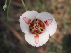 Calochortus venustus