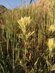Castilleja affinis neglecta