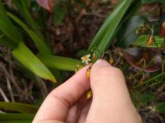 Dianella sandwicensis