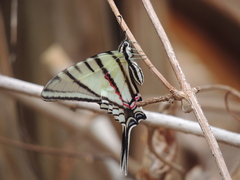 Protographium epidaus epidaus