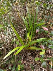 Dianella sandwicensis