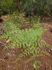 Pteridium aquilinum decompositum