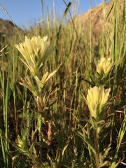 Castilleja affinis neglecta