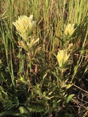 Castilleja affinis neglecta