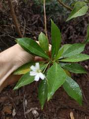 Scaevola gaudichaudiana